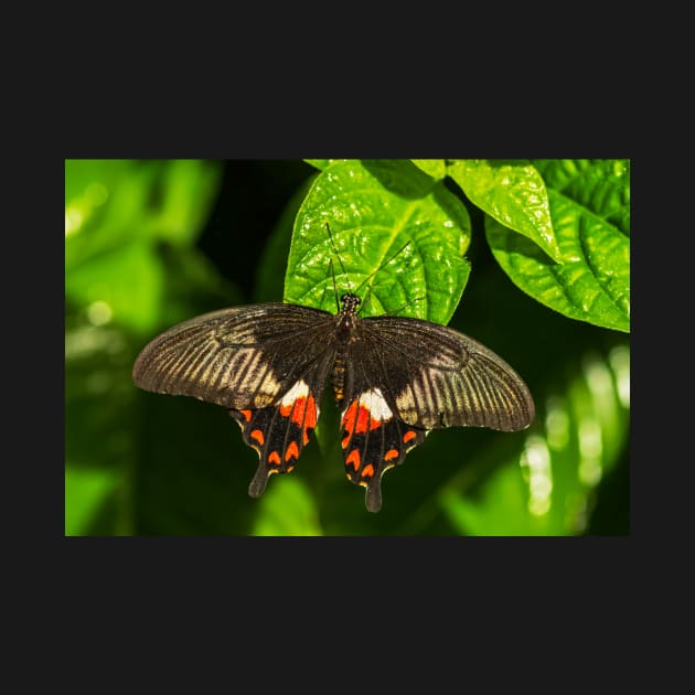 Butterfly on a Leaf by jecphotography