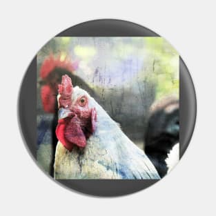 Rooster rivals Pin