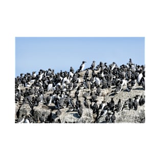 Guillemots on the Farne Islands - Northumberland, UK T-Shirt