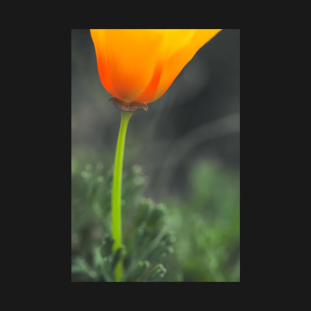 California Poppy by jvnimages