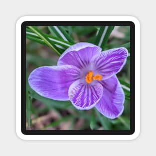 Purple, white and orange flower 3 Magnet