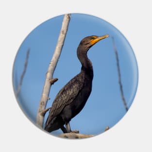 Double-crested Cormorant Perching On a Tree Branch Pin