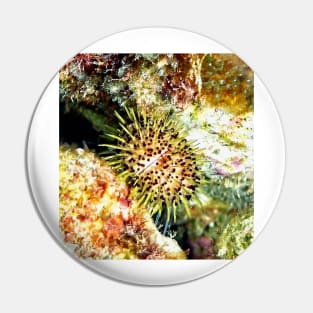 Jewell Sea Urchin on a Coral Reef Pin