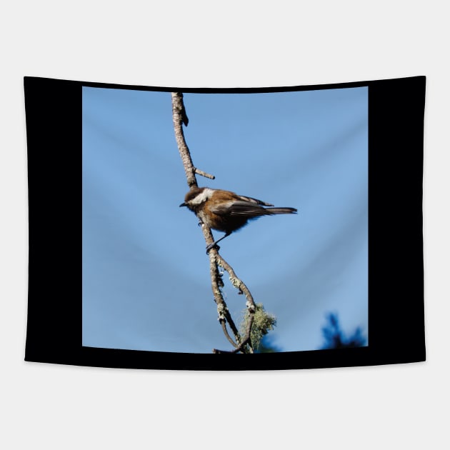 Chestnut-backed Chickadee Tapestry by DPattonPD