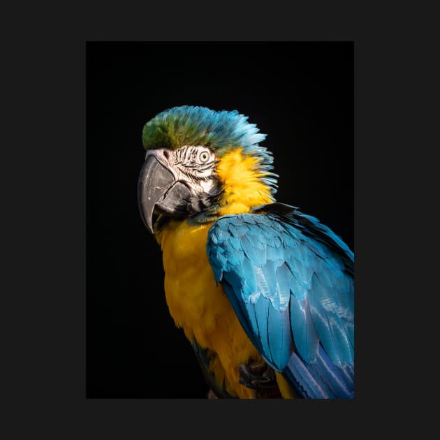 Blue and Gold Macaw by AndrewGoodall