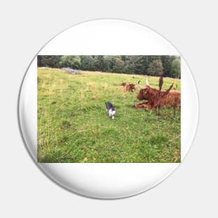 Scottish Highland Cattle Cows and Cat 2087 Pin