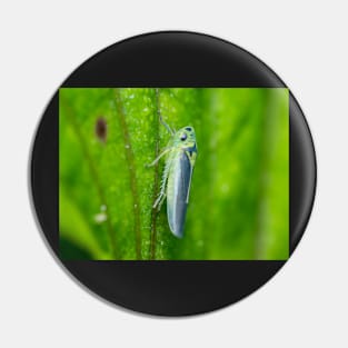 Unique and organic photo of a leafhopper Pin