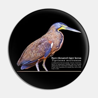 Bare-throated tiger heron tropical bird white text Pin