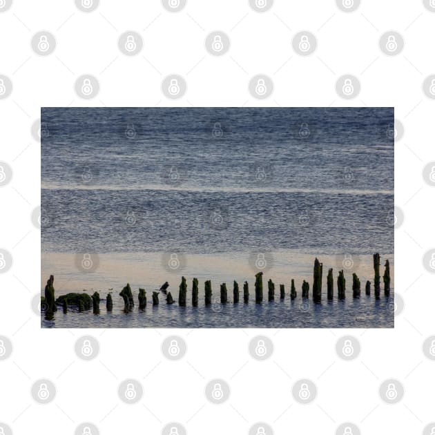 Wooden stumps in the River Clyde, Scotland by mbangert