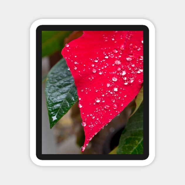 Poinsettia with raindrops Magnet by mariola5