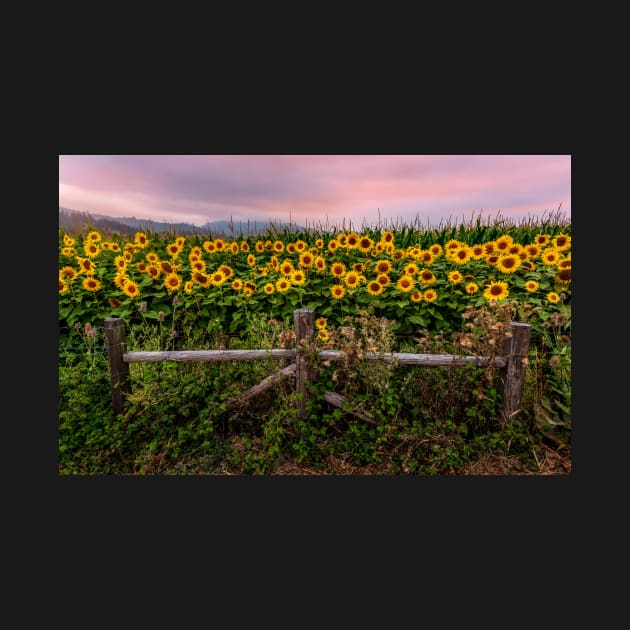 Sunflowers at sunset, Humboldt County, California by JeffreySchwartz