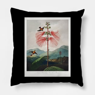 Large–Flowering Sensitive Plant Pillow