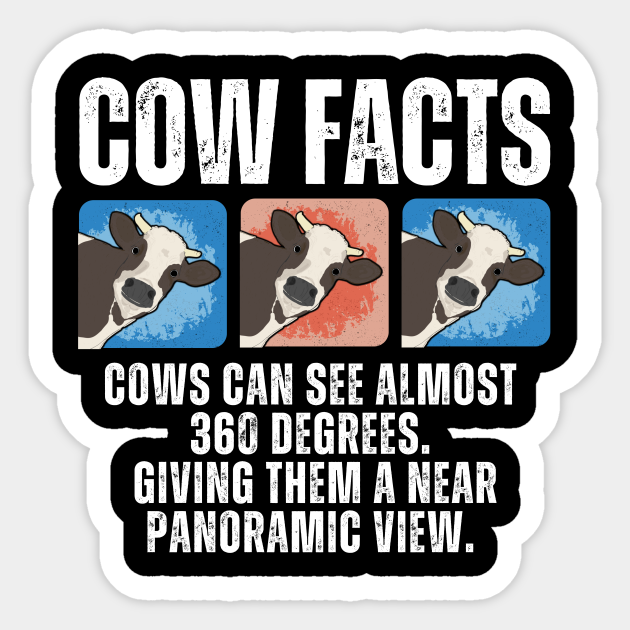 Funny cow facts Cows can see almost 360 degrees with panoramic view - Funny Cow Lover Gift - Sticker | TeePublic Funny cow facts Cows can see almost 360 degrees with panoramic view - Funny Cow Lover Gift - Sticker | TeePublic