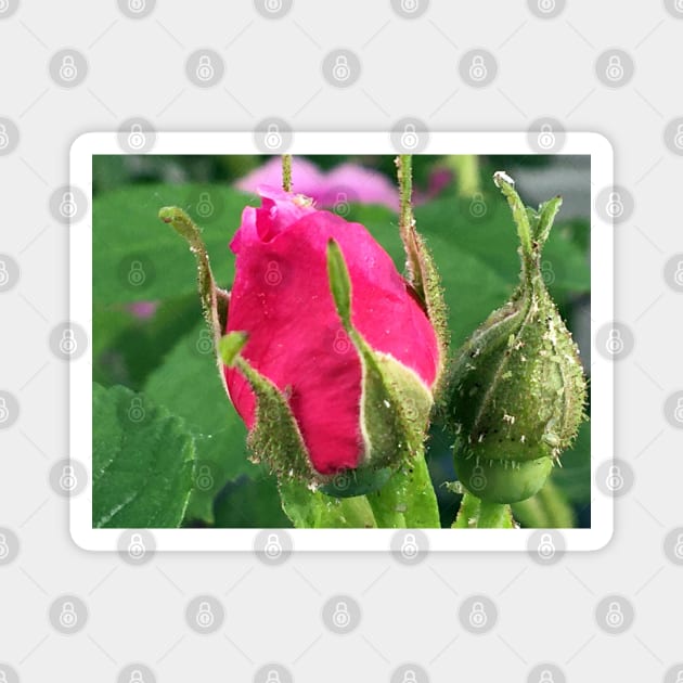 Rose Bud Magnet by Ric1926