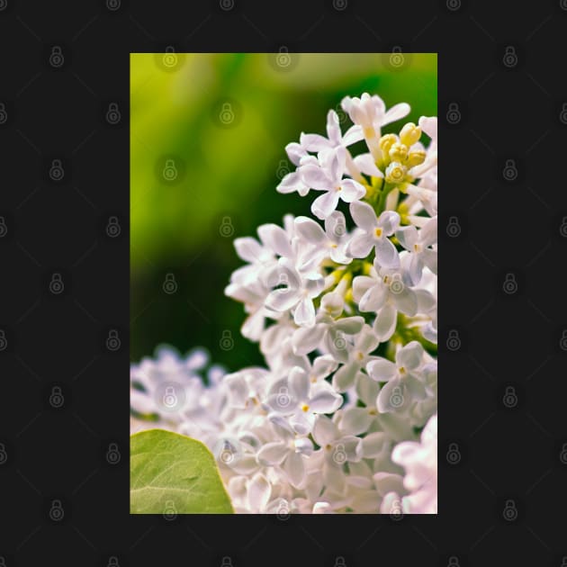 White Lilac Flowers by InspiraImage