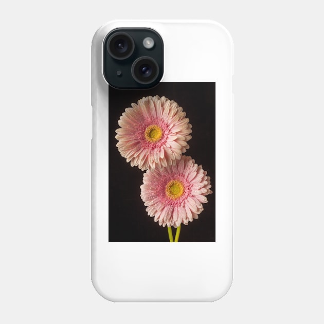 Two Dew Covered Pink Gerbera Daises Phone Case by photogarry