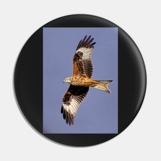 Soaring Red Kite Pin