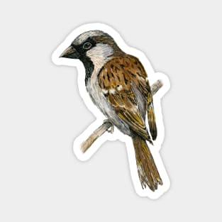 House sparrow colored ink drawing Magnet