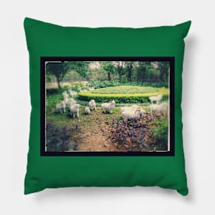 Counting Sheep Pillow