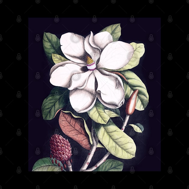 Magnolia flower by CatyArte