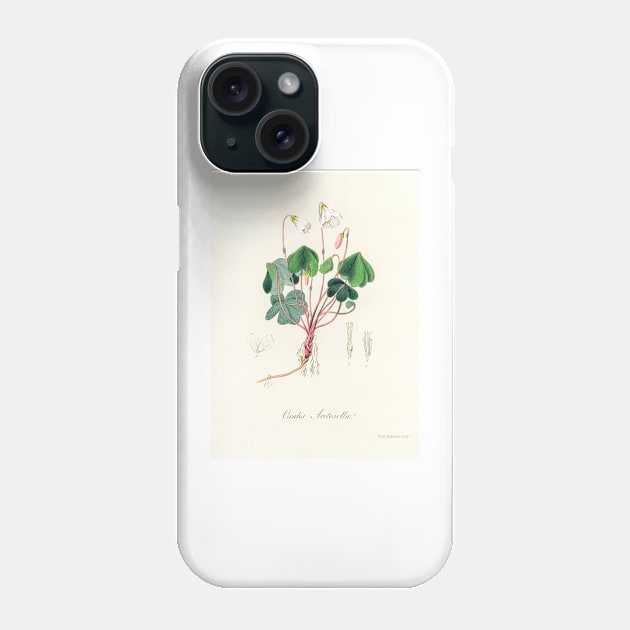 Common Wood-sorrel - Botanical Illustration Phone Case by chimakingthings