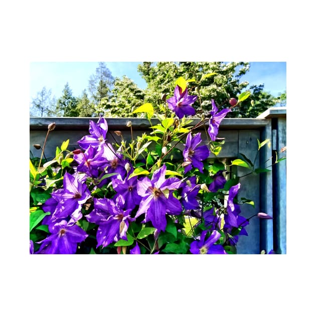 Clematis - Solina Clematis on Fence by SusanSavad