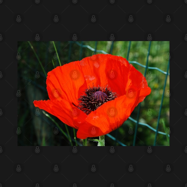 Giant Red Poppy by jojobob