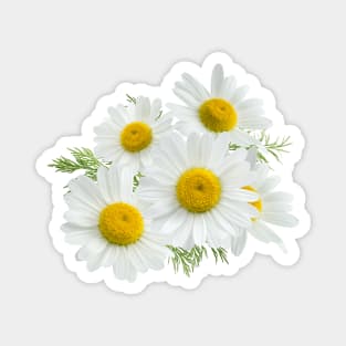 chamomile Magnet