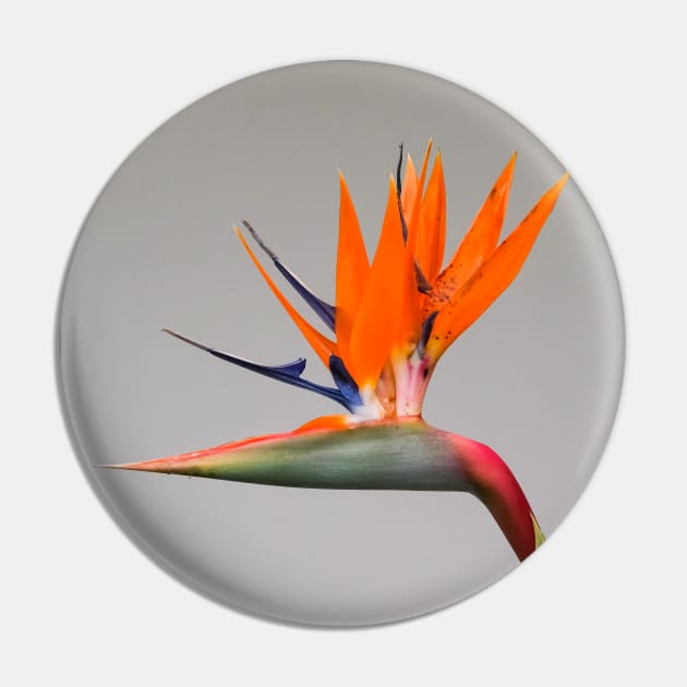 Bird of Paradise Pin by Thomas G. Bugarin