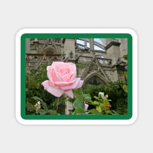 Paris Notre Dame de Paris Pink Rose Bush Magnet