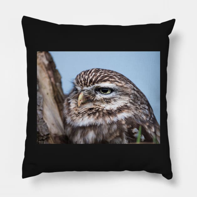 Little owl perched on at tree trunk Pillow by Dolfilms