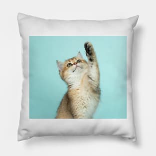 Pussycat Pillow