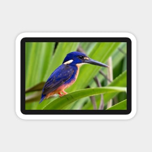 Azure Kingfisher, Kakadu National Park Magnet