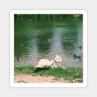 Beautiful Vintage Photography of Swans in Vienna Austria Europe Streets of Vienna Discover new places Travel the world Magnet