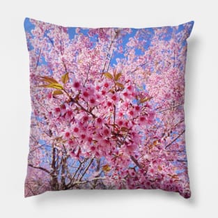 Beautiful pink flowers Pillow