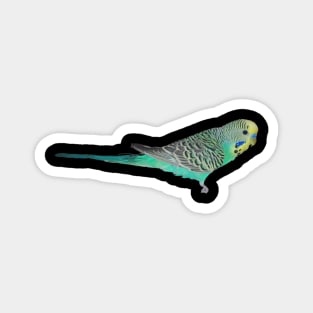 Parrot budgie Magnet