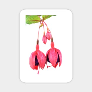 Fuchsia,Voodoo&#39;  Flower buds Magnet