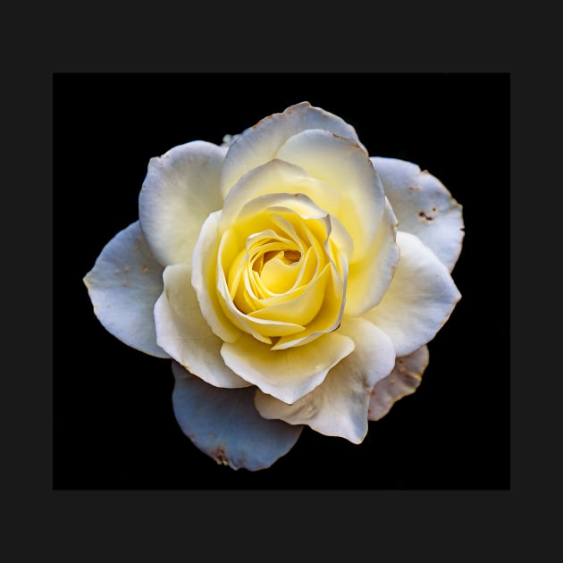 White Rose by briankphoto