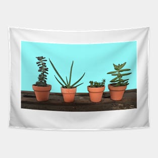 Succulents in Terra Cotta Tapestry