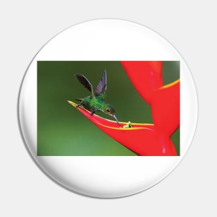 Fiery Throated Hummingbird  Feeding On Red Wildflower Pin