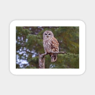 Barred Owl Magnet