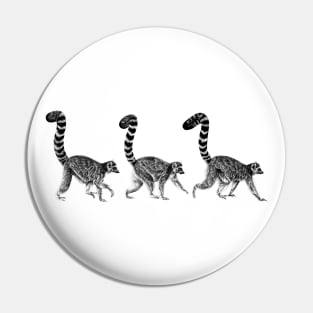 Three walking ring-tailed lemur monkeys Pin