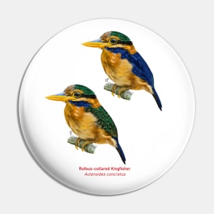 Rufous-collared Kingfisher | Actenoides concretus ⚥ Pin