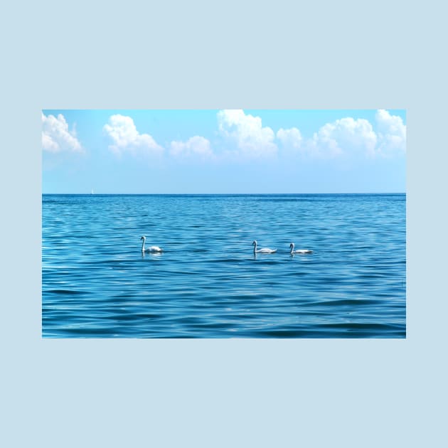 Swans on Lake St. Clair, MI by Burtney