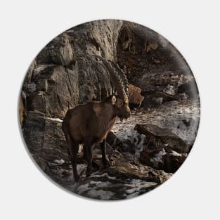 Ibex On Snow Covered Rocks Pin
