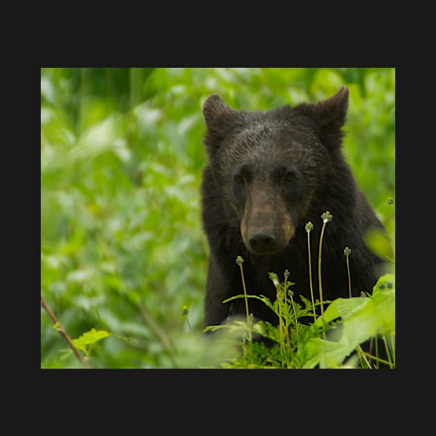 Wet Black Bear by StevenElliot