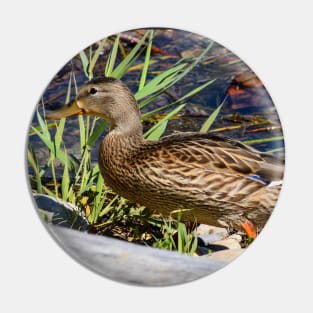 Female Duck on the Shoreline. Pin