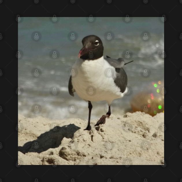 Beautiful photograph of a seagull by Annalisseart24