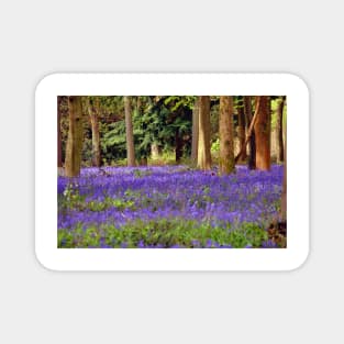 Bluebells Bluebell Woods Basildon Park Berkshire Magnet