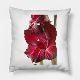 Gladiolus  'Black Surprise' Pillow